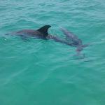 Shane snorkeling with 
\ "Dolphina" and her baby Summer 2011