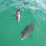 A curious couple of dolphins 