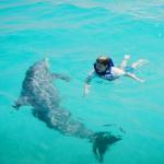 Cody swimming with a Dolphin Thanks for this picture!! 